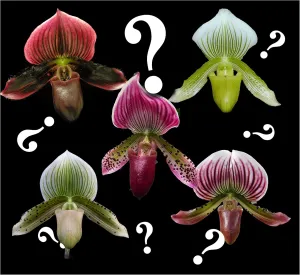 – Paphiopedilum Lady Slipper Orchid Maudiae Type Mystery/no tag, Easy and Hardy Slipper Orchid, NOT in Bud/Bloom When Shipped.