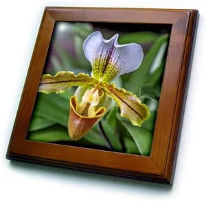 8x8 Framed Tile - Venus Slipper Orchid Flower