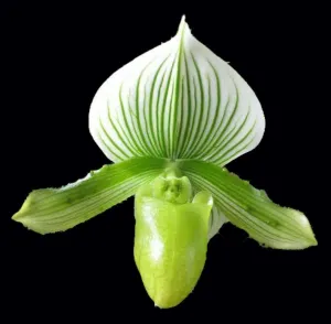 Paphiopedilum Lady Slipper Orchid Maudiae Hybrid alba Green-White, Easy and Hardy Slipper Orchid, NOT in Bud/Bloom When Shipped