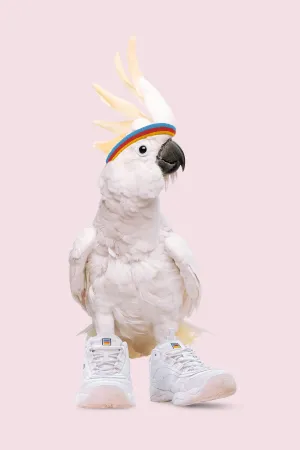 SNEAKER COCKATOO
